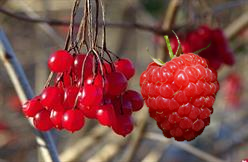 Cranberry Raspberry